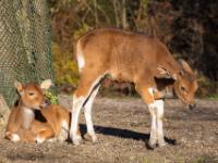 Java-Banteng Kälber
